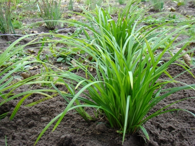 foliosissima 'Irish Green'