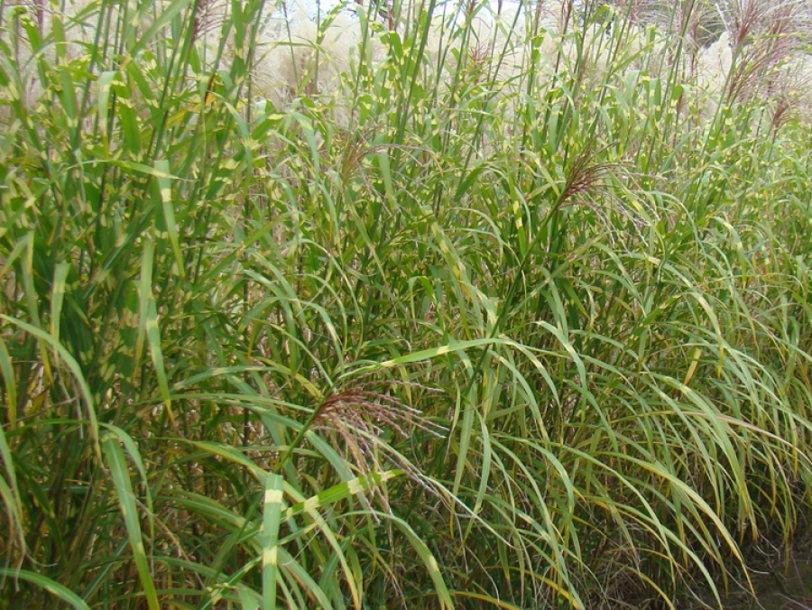 sinensis Giraffe