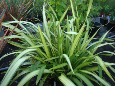 tenax Purpureum