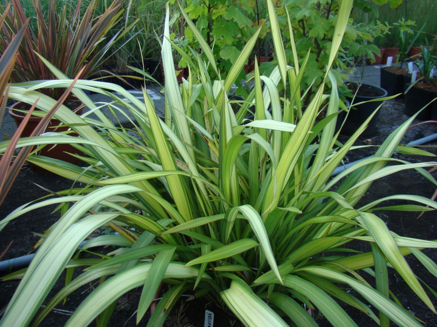 tenax Purpureum