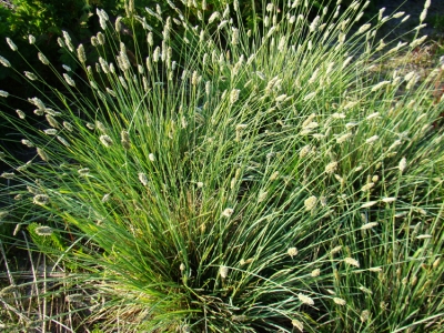 nitida