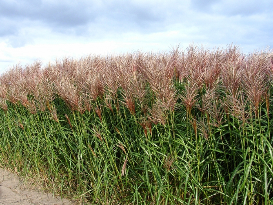 sinensis Rotsilber