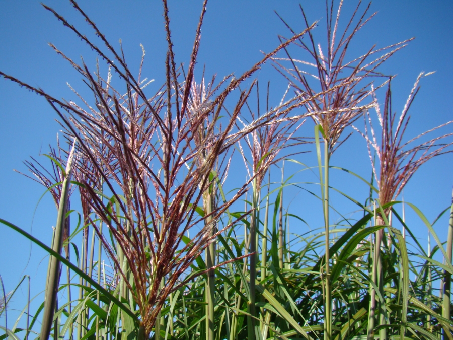 sinensis David