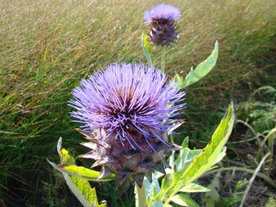 scolymus Artisjok