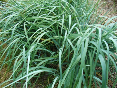 arenarius