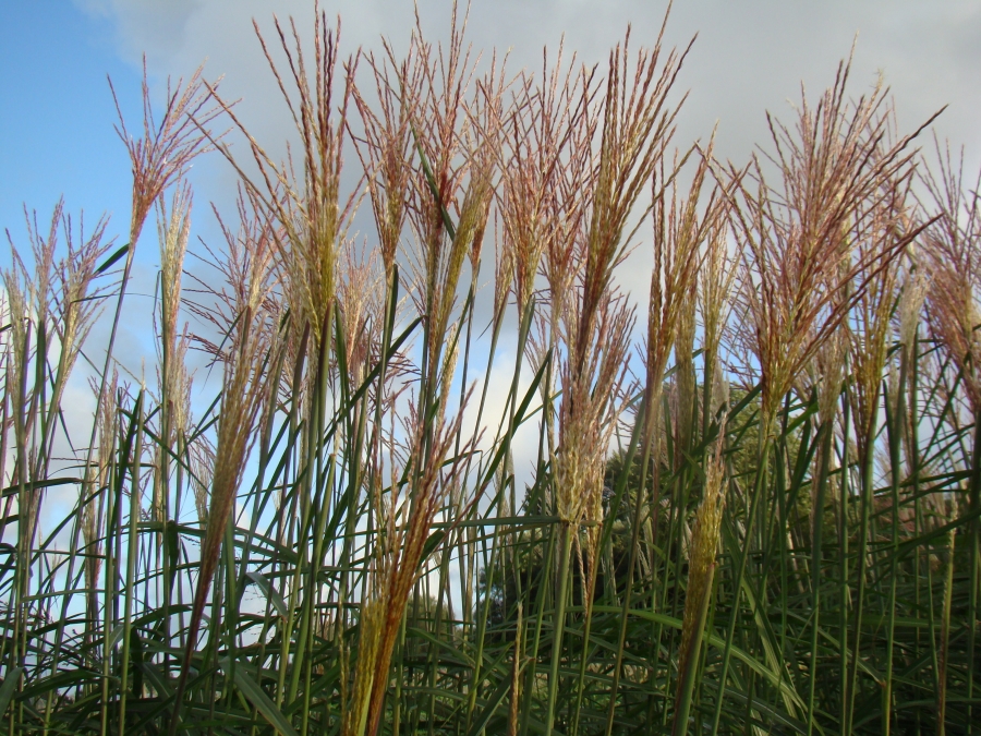 sinensis Kupferberg