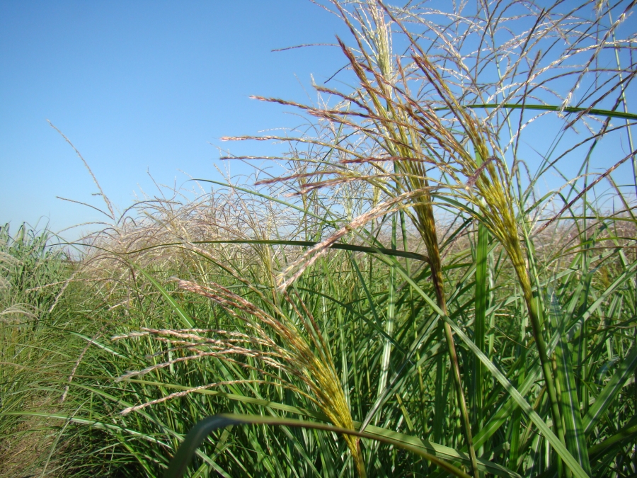 sinensis Vanilla