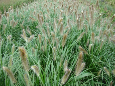alopecuroides