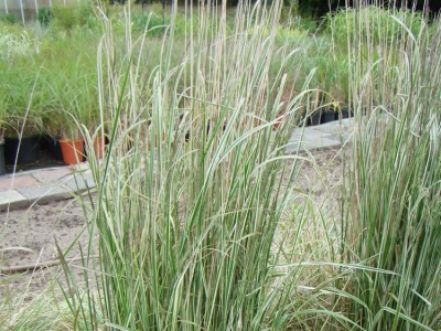 Calamagrostis x acutaflora Overdam