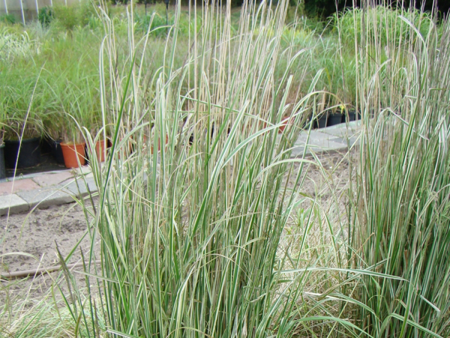Calamagrostis x acutaflora Overdam