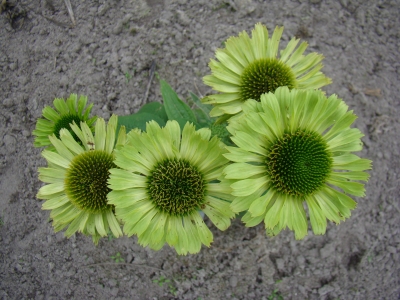 Echinacea purpurea Green Juwel