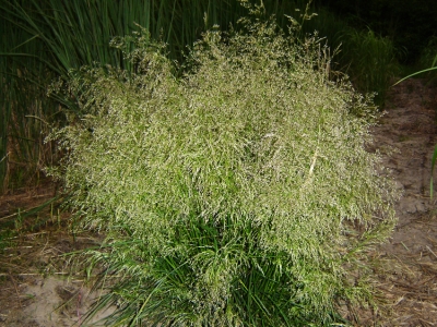 Goldtau
