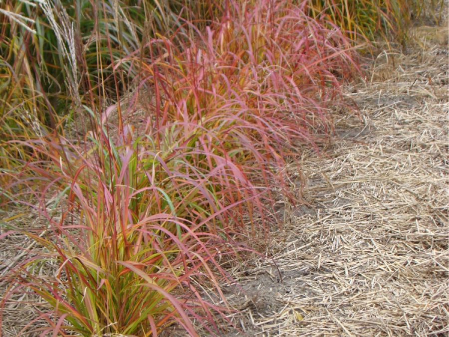 sinensis Flammenmeer