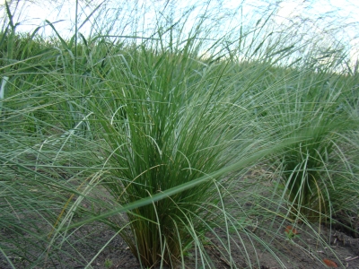 Chita
