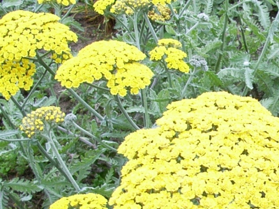 Yellow Moonshine