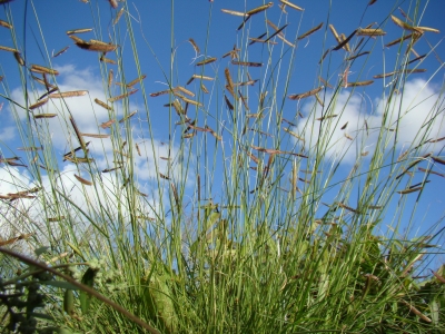 Bouteloua gracilis