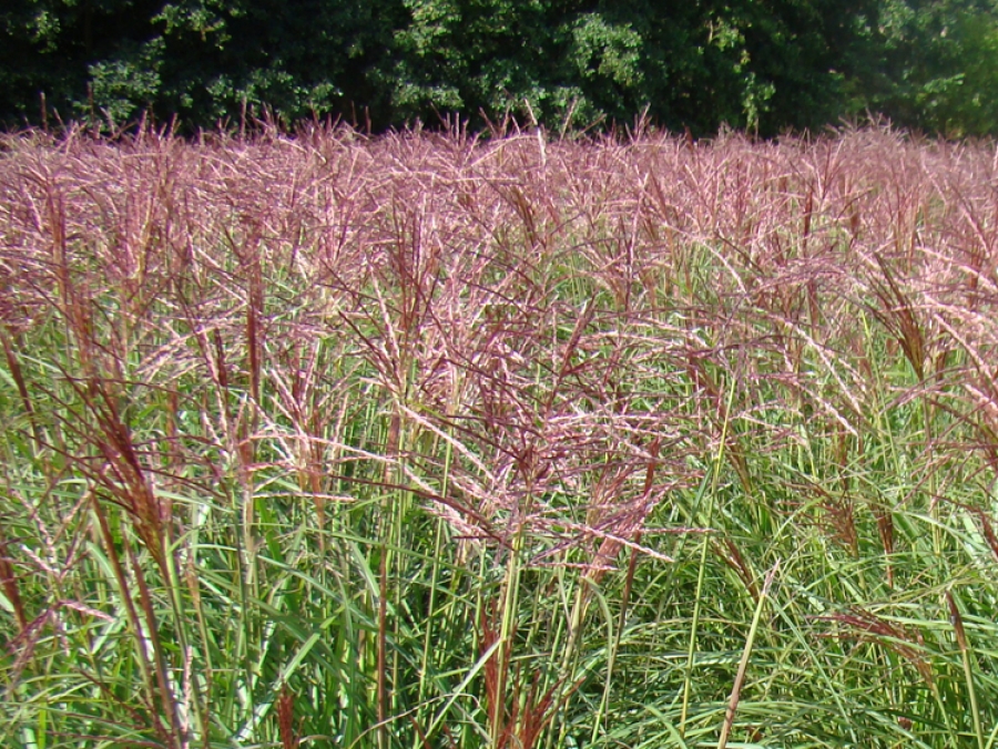 sinensis Ferner Osten