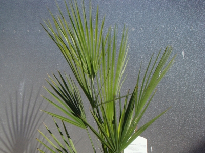 Palm Chamaerops Humelus