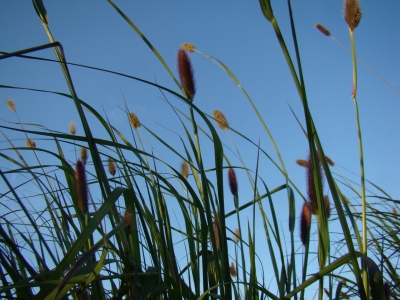Red Bunny Tails