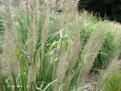 Achnaterum of Calimagrostis Diamantgras brachytrichs