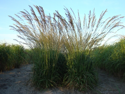 caerulea Edith Dudzus