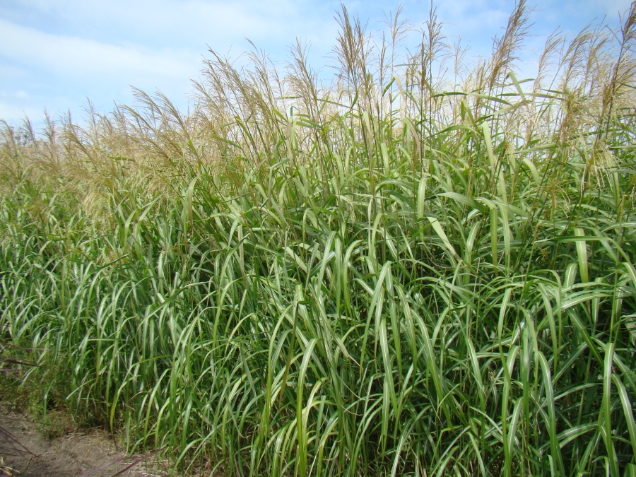 sinensis Nishidake