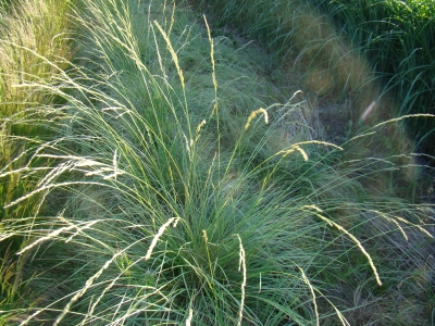 Marei zwenkgras