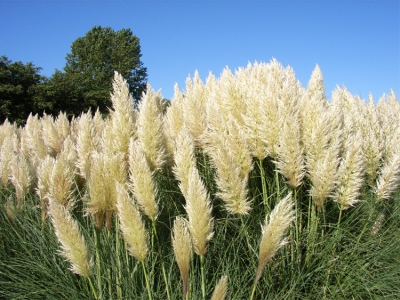 Pumila