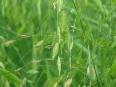 Latifolium