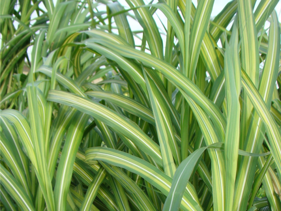 sinensis Cosmopolitan