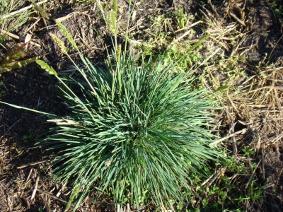 glauca