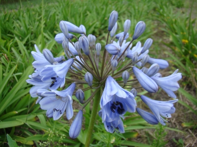 bleu-triumphator