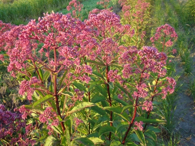 Purpurea