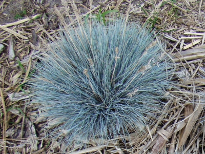 cenerea Azurit