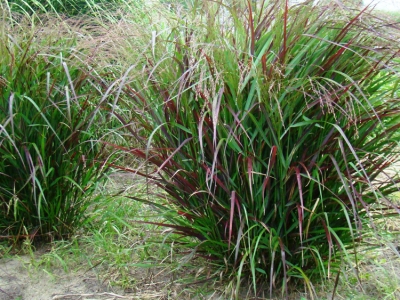 virgatum Squaw