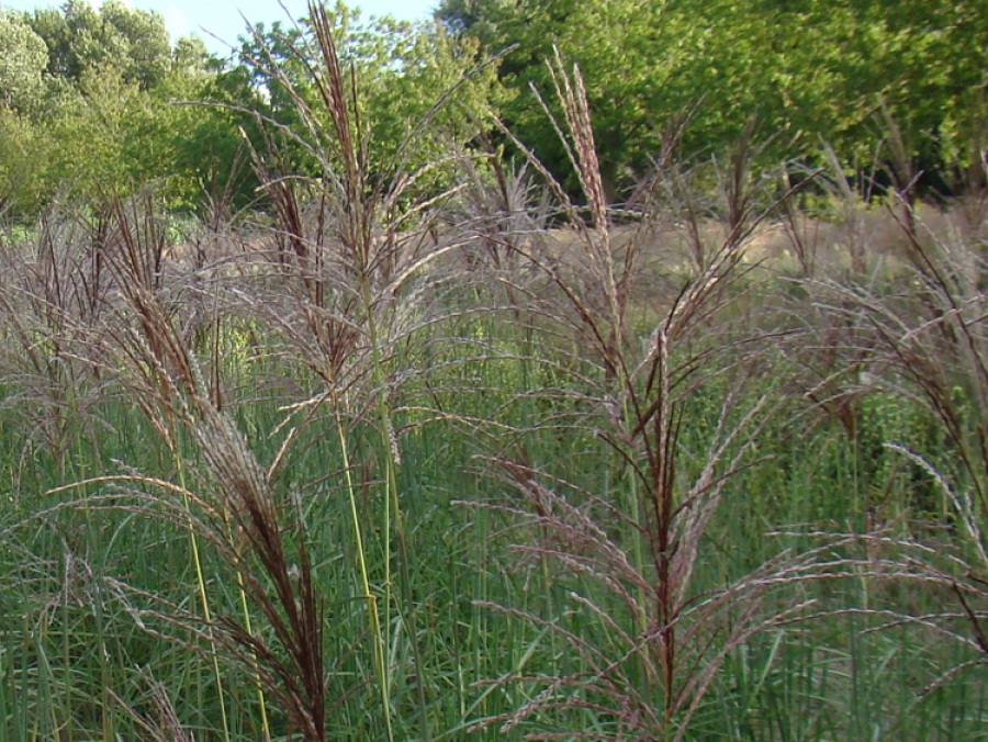 sinensis Malapartus